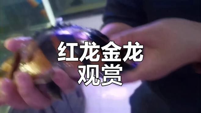 龍魚虎魚視頻大全