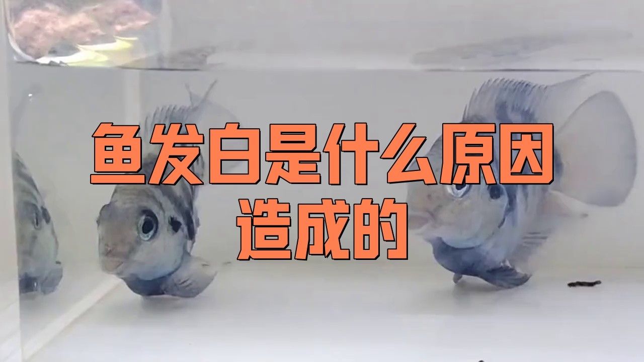 金龍魚身上變白怎么回事 金龍魚身上變白怎么回事 龍魚百科 第3張