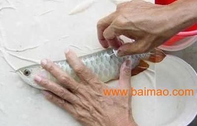 龍魚芯片399開頭（“龍魚芯片399開頭”具體信息）