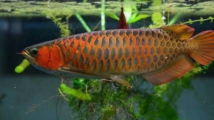 龍魚是聚財的嗎還是變態的：龍魚是聚財的嗎 龍魚是聚財的嗎還是變態的：龍魚是聚財的嗎 龍魚百科 第2張