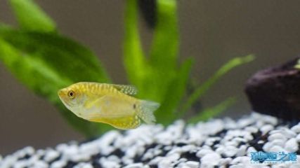 龍魚(yú)怎樣吃（關(guān)于龍魚(yú)的喂養(yǎng)方法）