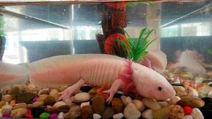 六角恐龍魚種類大全，六角恐龍魚種類詳細介紹