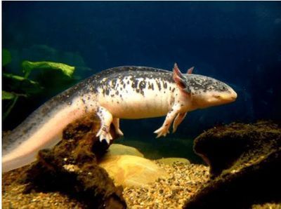 六角恐龍魚種類大全，六角恐龍魚種類詳細介紹