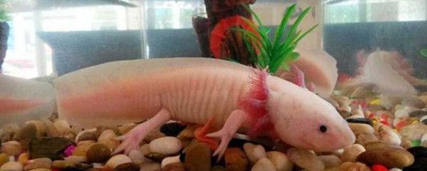 六角恐龍魚種類大全，六角恐龍魚種類詳細介紹