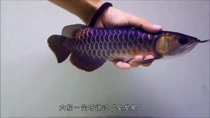 幾十萬的金龍魚：幾十萬的金龍魚價格可以從幾十萬到數萬元到數萬元之間 幾十萬的金龍魚：幾十萬的金龍魚價格可以從幾十萬到數萬元到數萬元之間 龍魚百科 第4張