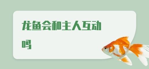 龍魚怎么訓練互動的：如何訓練龍魚互動 龍魚怎么訓練互動的：如何訓練龍魚互動 龍魚百科 第1張
