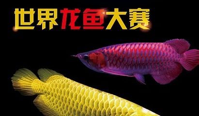 龍魚怎么訓練互動的：如何訓練龍魚互動 龍魚怎么訓練互動的：如何訓練龍魚互動 龍魚百科 第2張