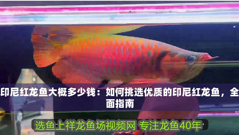 印尼紅龍魚大概多少錢：如何挑選優質的印尼紅龍魚，全面指南