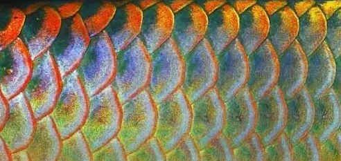 龍魚鱗片有點鼓起來怎么辦：龍魚鱗片鼓起來怎么辦