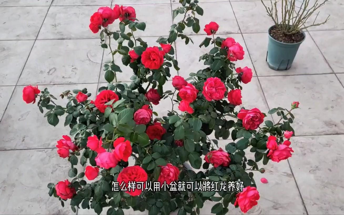 如何判斷紅龍是否感染病害？