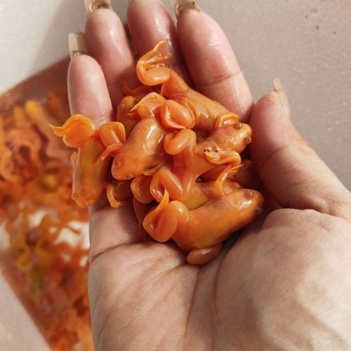 龍魚吃魚糧到底好不好呢怎么看 龍魚吃魚糧到底好不好呢怎么看 龍魚百科 第8張