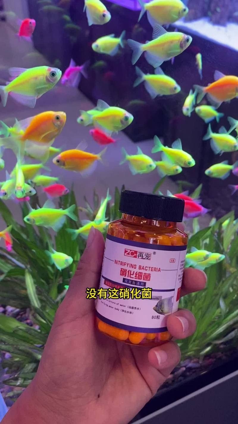龍魚吃魚糧到底好不好呢怎么看 龍魚吃魚糧到底好不好呢怎么看 龍魚百科 第5張
