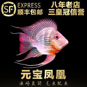 金龍魚配魟魚【金龍魚和魟魚混養時需要注意以下多個方面,數量方面】
