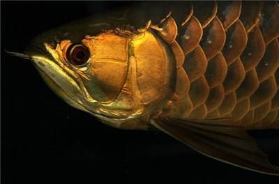 怎樣讓龍魚增強食欲的方法：如何提高龍魚的食欲和食量