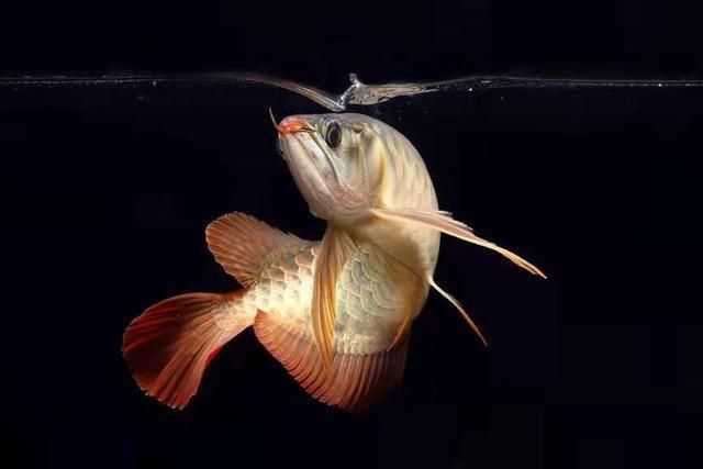 龍魚疾病圖解視頻大全：關于龍魚疾病的圖解視頻