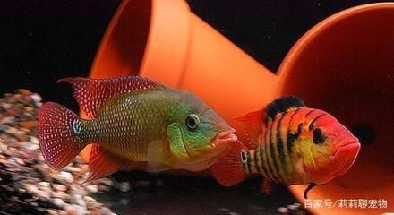 常見淡水觀賞魚圖片：各種各樣的淡水觀賞魚圖片 常見淡水觀賞魚圖片：各種各樣的淡水觀賞魚圖片 龍魚百科 第1張