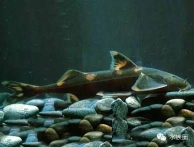 常見淡水觀賞魚圖片：各種各樣的淡水觀賞魚圖片 常見淡水觀賞魚圖片：各種各樣的淡水觀賞魚圖片 龍魚百科 第2張