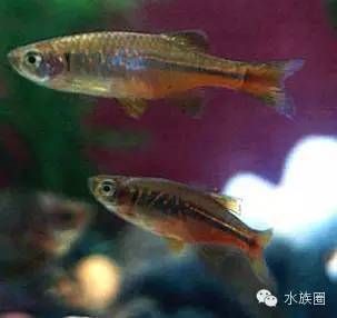 常見淡水觀賞魚圖片：各種各樣的淡水觀賞魚圖片 常見淡水觀賞魚圖片：各種各樣的淡水觀賞魚圖片 龍魚百科 第3張