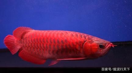 紅龍魚怎么看起來像金龍【紅龍魚與金龍魚的區別】