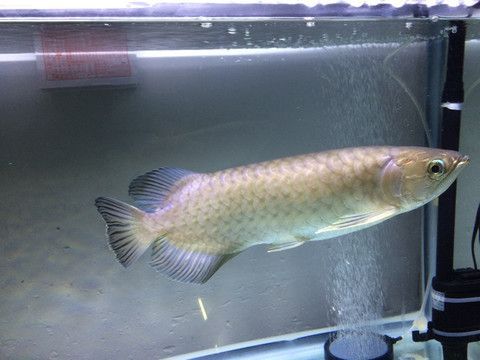 紅尾金龍魚多少錢一條（最貴的紅金龍魚價格多少錢？）