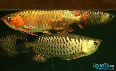 紅龍魚金龍魚混養怎么樣：紅龍魚和金龍魚可以混養嗎