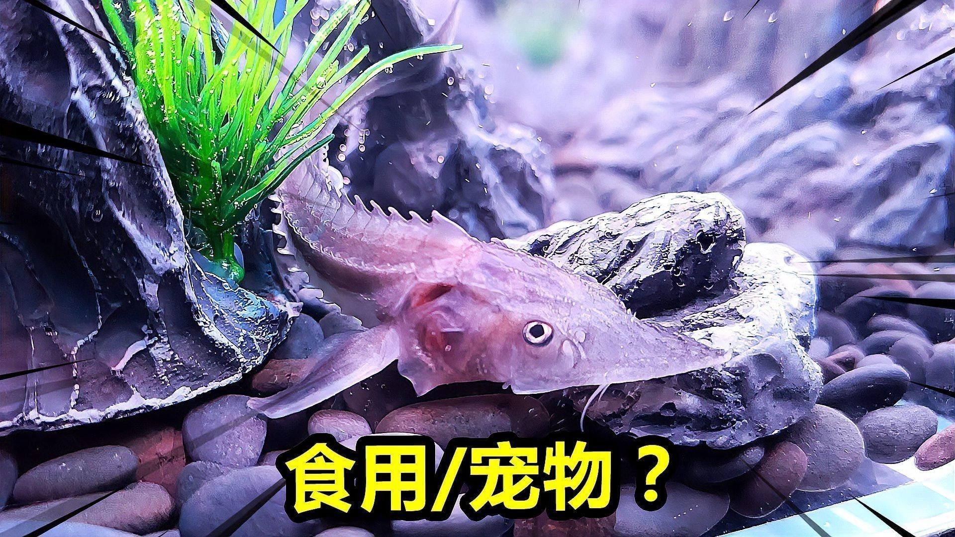 鱘龍魚有哪些食用禁忌