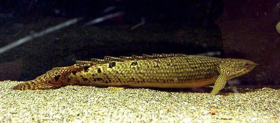 大金龍魚吃什么最好養（金龍魚吃什么好） 大金龍魚吃什么最好養（金龍魚吃什么好） 龍魚百科 第1張