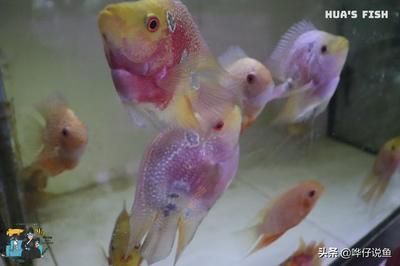 龍魚好養(yǎng)還是鸚鵡魚好養(yǎng)：新手飼養(yǎng)龍魚需要注意以下幾點，鸚鵡魚混養(yǎng)注意事項