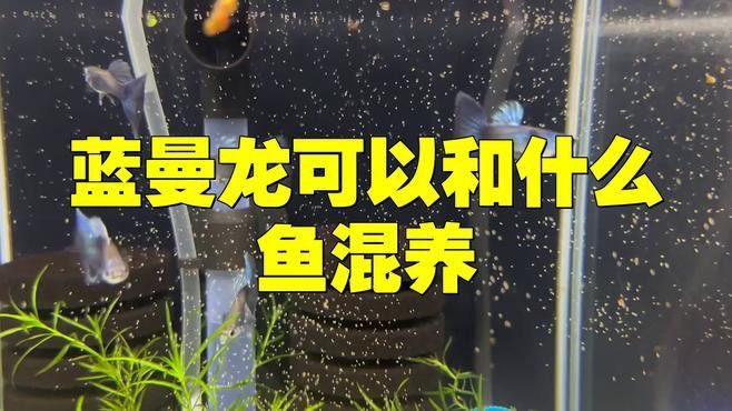 藍曼龍魚可以和燕魚混養嗎