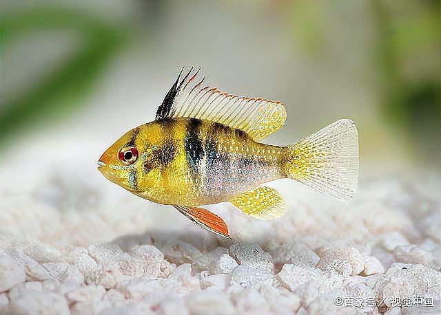 藍曼龍魚可以和燕魚混養嗎