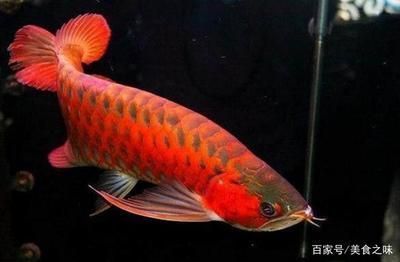 頂級(jí)金龍魚(yú)價(jià)格是多少錢(qián)一條 頂級(jí)金龍魚(yú)價(jià)格是多少錢(qián)一條 龍魚(yú)百科 第1張