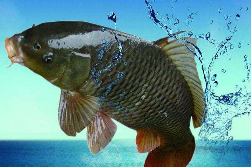 龍魚吃飽后會有哪些表現(xiàn)？ 龍魚吃飽后會有哪些表現(xiàn)？ 龍魚百科 第2張