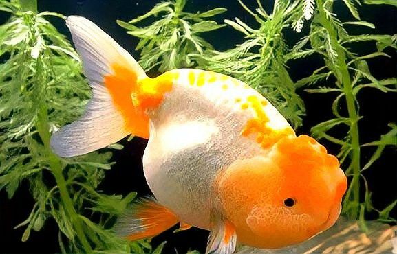 龍魚吃飽后會有哪些表現(xiàn)？ 龍魚吃飽后會有哪些表現(xiàn)？ 龍魚百科 第4張