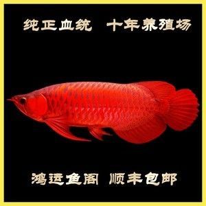 紅龍魚養殖場都有哪些設備：紅龍魚養殖場常見的設備是什么紅龍魚養殖場常見的設備