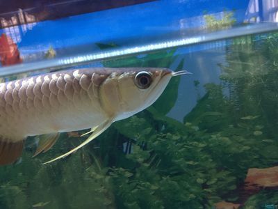 龍魚鼻子爛還能恢復么視頻：關于龍魚鼻子爛的問題