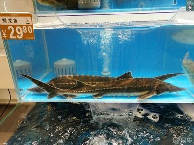龍魚鼻子爛還能恢復么視頻：關于龍魚鼻子爛的問題