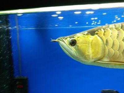 金龍魚凹眼怎么治：金龍魚凹眼怎么辦