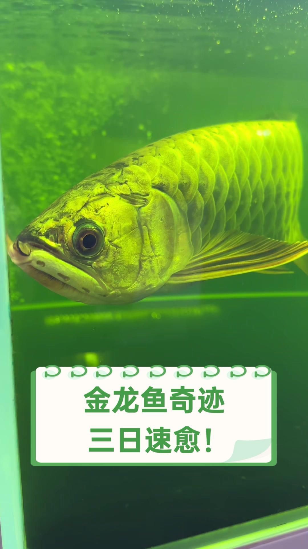 如何判斷金龍魚是否康復？