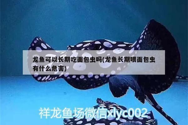 龍魚長期吃面包蟲行嗎：如何判斷龍魚營養(yǎng)是否均衡