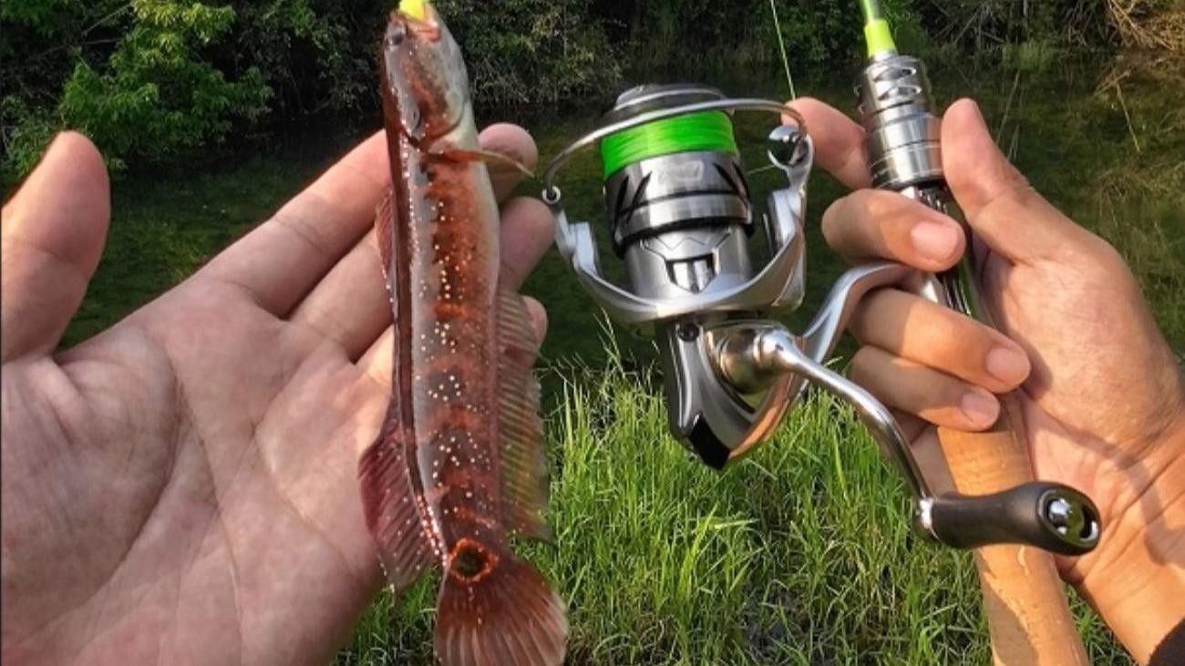 雷龍魚的最佳垂釣方法是什么