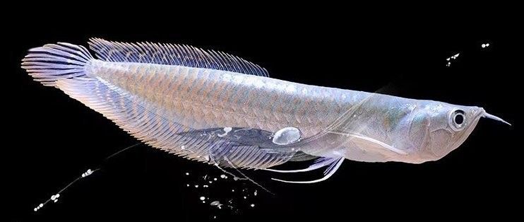 銀龍魚像什么