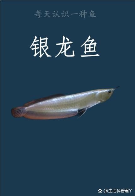 銀龍魚像什么