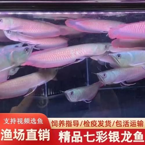 銀龍魚像什么