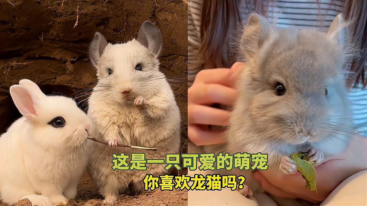 有哪些龍貓品種適合一起養(yǎng)？