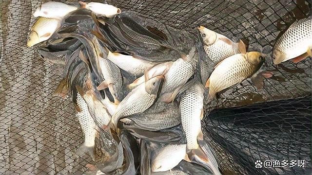 龍魚水霉病藥物治療