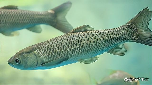 龍魚水霉病藥物治療
