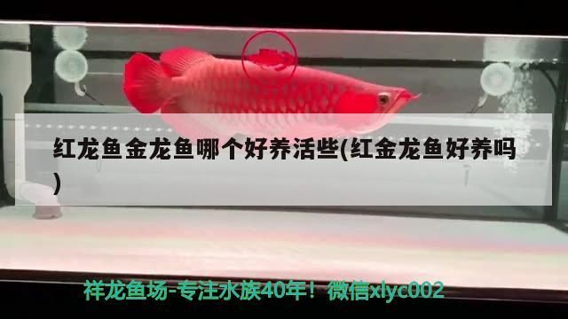 紅龍魚金龍魚哪個(gè)好養(yǎng)活些(紅金龍魚好養(yǎng)嗎)