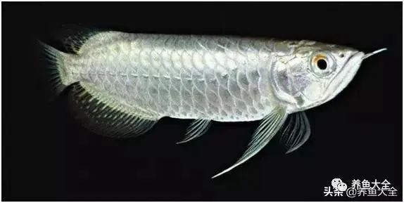 福龍2000的龍魚品種有哪些特點？