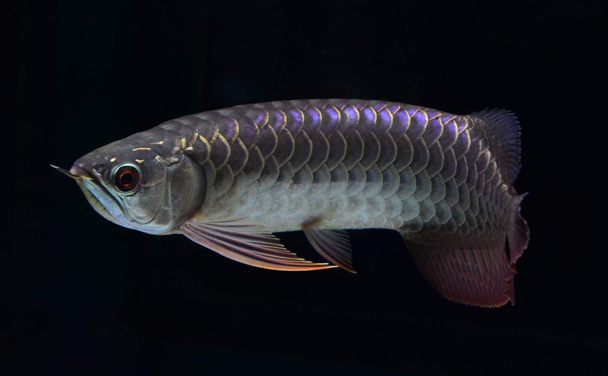 金龍魚老受驚撞缸怎么辦【金龍魚老受驚撞缸怎么辦金龍魚受驚撞缸怎么辦】