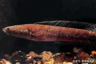 雷龍魚吃孔雀魚嗎好嗎，雷龍魚會吃孔雀魚嗎 雷龍魚吃孔雀魚嗎好嗎，雷龍魚會吃孔雀魚嗎 龍魚百科 第5張